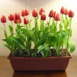 Kako posaditi lukovice tulipana u saksiju: ​​u jesen, proljeće, prisiljavanje kod kuće i na ulici